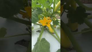 Bees are so interesting to watch EllerbeStrong squash bee pollenation vegatables [upl. by Colton135]