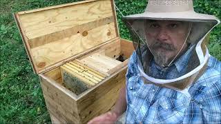 Conversion Hive  Moving bees from Langstroth to Layens frames [upl. by Seek]