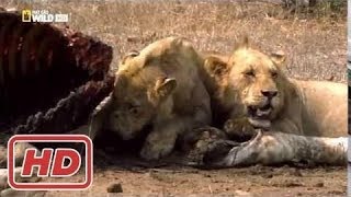 Wild botswana Leones al limite  Documental National Geographic Animales España [upl. by Acirre287]