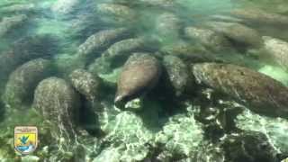 Crystal River Refuges quotManatee Mannersquot for Boaters [upl. by Etessil]