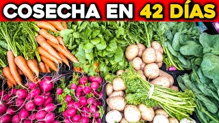 ¡Cosecha Alimentos en Solo 42 Días con Estos Super Vegetales [upl. by Lemak]