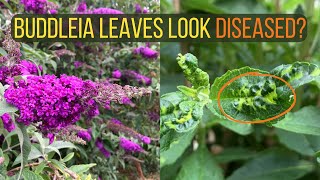 How To Solve The Mystery of VirusLike YellowGreen Spots on Buddleia Leaves Aphids [upl. by Nayarb445]