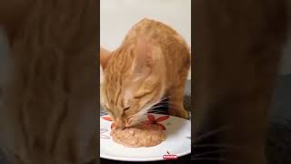 Cat eating asmr 😋 [upl. by Fred]