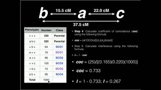 Genetics Linkage Problem 1 Map Distance Coefficient of Coincidence and Interference [upl. by Ellemac761]