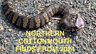 Northern Cottonmouth finds from 2024 [upl. by Sang676]