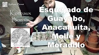 LN T1E10 Esquejado de Guayabo Anacahuita Molle y Moradillo [upl. by Anaerol]