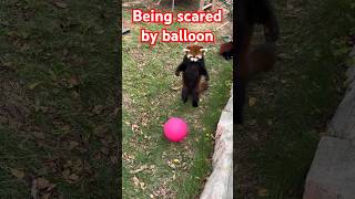 red panda Being scared by balloonsredpanda [upl. by Haliled]