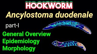 Hookworm Ancylostoma duodenale amp Necator americanus الديدان الخطافية الأنكلستوما [upl. by Gayla]