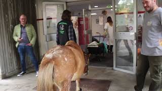 Somme  un poney en visite à lunité de soins de longue durée du centre hospitalier de Montdidier [upl. by Yla]