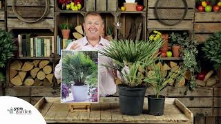 Hardy Fan Palm Chamaerops Humilis [upl. by Us]