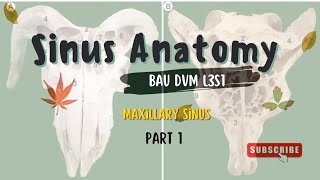 Sinus AnatomyMaxillary Sinus Part 1 [upl. by Gilmer]