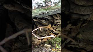 Pile of Copperheads in the North Georgia Mountains [upl. by Resa]