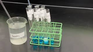 Benedicts Test for the presence of reducing sugars [upl. by Stoneman683]