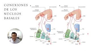 Anatomía de lo Núcleos Basales [upl. by Vernen]