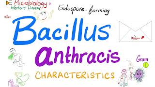 Bacillus anthracis characteristics  Microbiology 🧫 amp Infectious Diseases 🦠 [upl. by Ahsoem510]