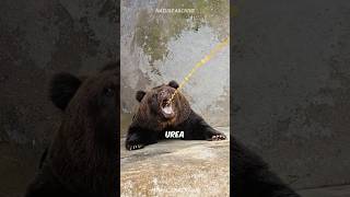 How do bears hibernate 🐻 [upl. by Crockett773]