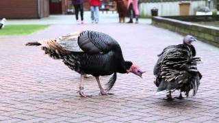 Dieren op de kinderboerderij [upl. by Glogau541]