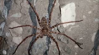 GIANT HUNTSMAN SPIDER HETEROPODA MAXIMA [upl. by Gennie]