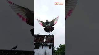 kabutar ki New trending short video AK47PIGEON lover publickreaction pigeon youtubeshory song [upl. by Bob295]