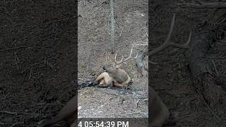 Bed bugles shorts elkcountry trailcam wildlife [upl. by Morice]