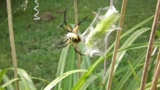 Spider vs katydid [upl. by Longfellow]