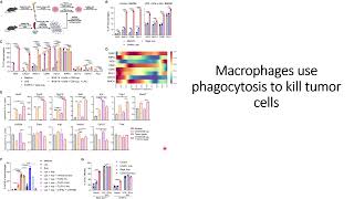 CD8 T cells augment M1type macrophages that use phagocytosis to kill tumor cells Code 741 [upl. by Zoe]