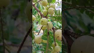 AmlaPhyllanthus emblica also known as emblic emblic myrobalan myrobalan Indian goosebery [upl. by Wayne]