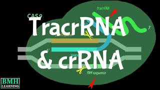 TracrRNA  crRNA  TransActivating CRISPR RNA [upl. by Yves173]