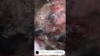 Painful Maggot In Dog dogs doctor dog maggot dog maggot removal dog doctor [upl. by Lateehs]