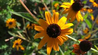 Plant Profile BlackEyed Susan  Rudbeckia fulgida Goldstrum [upl. by Aneed]