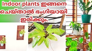 Indoor plants decorationindoor plants malayalambest indoor plantsMarine flavoursPlants malayalam [upl. by Weinstein]