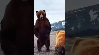 Huge bears fighting🐻cute funny play fighting animals grizzlies funnyanimals food wildlife [upl. by Kcirednek]