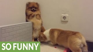 Corgi desperate to play with Pomeranian backs her into corner [upl. by Eceinwahs]