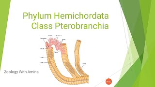 Phylum Hemichordata Class Pterobranchia [upl. by Yartnoed441]