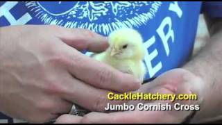 Jumbo Cornish Cross Chicken Breed  Cackle Hatchery [upl. by Heinrick]