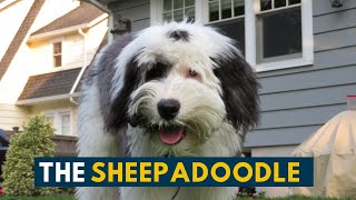 Sheepadoodle Everything To Know About This Fluffy Teddy Bear Dog [upl. by Kolb695]