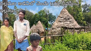 chenchu tribe houses చెంచు ట్రైబ్ నివసించే గుడిసెలు Nallamala forest chenchu chenchu life styl [upl. by Teplica696]