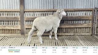 Baderloo 2024 Ram Sale Lot 57 Tag 230146 [upl. by Ytima]