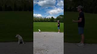 One of Our FAVORITE Dog Training Exercises [upl. by Nolham963]