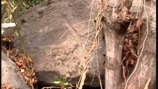 Guayabitos Petroglyph Site  Part 1 of 2  Nayarit  Mexico [upl. by Malloch]