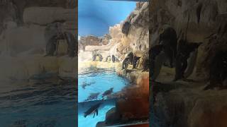 Sea World CA Nov 1 2024 [upl. by Storz996]