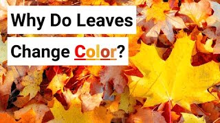 Why Do Leaves Change Color [upl. by Hgiellek]