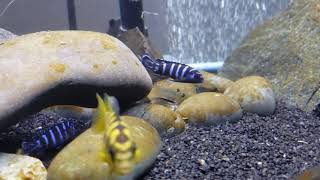 Mbuna Cichlid Introduction  Demasoni amp Bumblebee Cichlids [upl. by Sidwel]