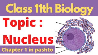 Fsc biology part 1  Nucleus and its structure  Pashto  Home of biology [upl. by Merilee361]