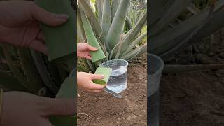 live organic aloe vera harvesting shorts aloevera organicfarming agriculture beauty [upl. by Bravar]