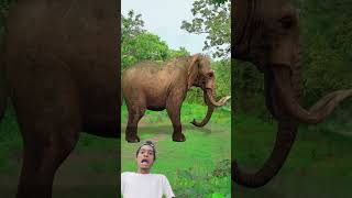 Jungle safari 😂funnyvideo funny shorts amitffytcomedy [upl. by Mccormick436]