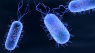 typhoid salmonella  microbiology [upl. by Aryl]