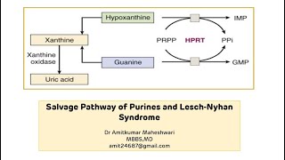 Lesch Nyhan Syndrome  Purine Salvage Pathway  Molecular Biology  Biochemistry [upl. by Halak]