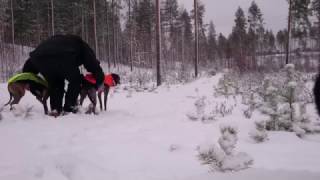 Lure coursing whippets without lure [upl. by Rogergcam]