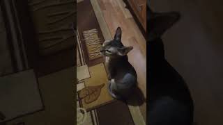 булочка какая сидит cat cats sfinks kitten kitty shortvideo shors shorts [upl. by Hinkel]